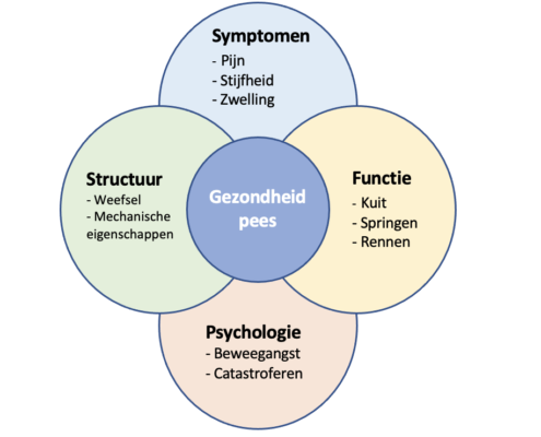 Halbe-Kooter-Castricum-Fysiotherapie-Achillespees-Domeinen