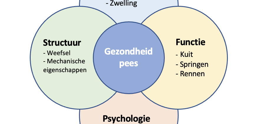 Halbe-Kooter-Castricum-Fysiotherapie-Achillespees-Domeinen