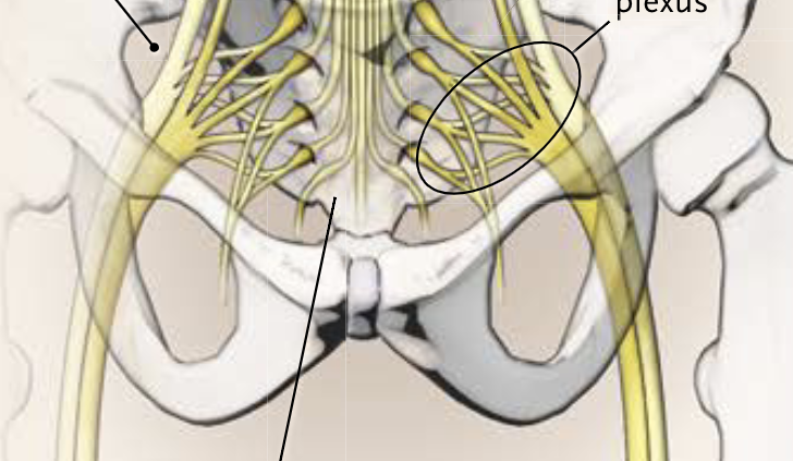 Halbe-Kooter-Castricum-Manuele-Therapie-Ischias