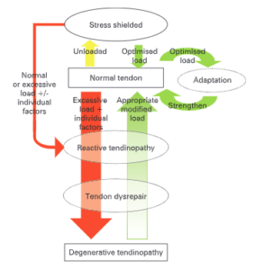 Halbe-Kooter-Castricum-Fysiotherapie-Tendinopathie-Continuum-Cook