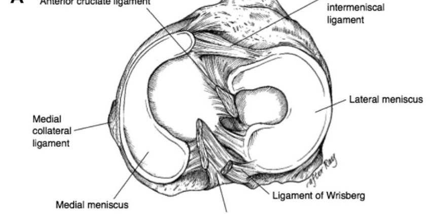 Halbe-Kooter-Castricum-Fysiotherapie-Knie-Meniscus