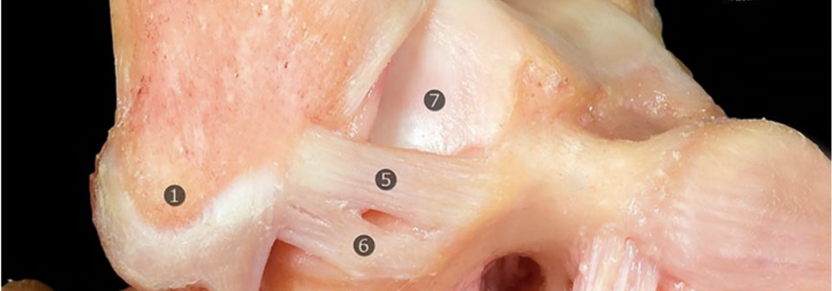 Halbe-Kooter-Castricum-Fysiotherapie-Enkel-Anatomie