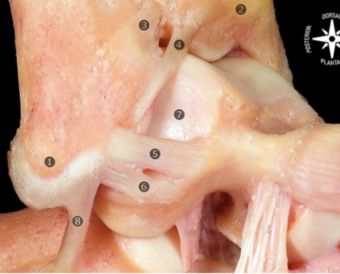 Halbe-Kooter-Castricum-Fysiotherapie-Enkel-Anatomie