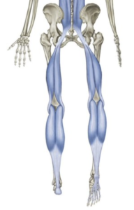Halbe-Kooter-Castricum-Fysiotherapie-Hamstring-Anatomie